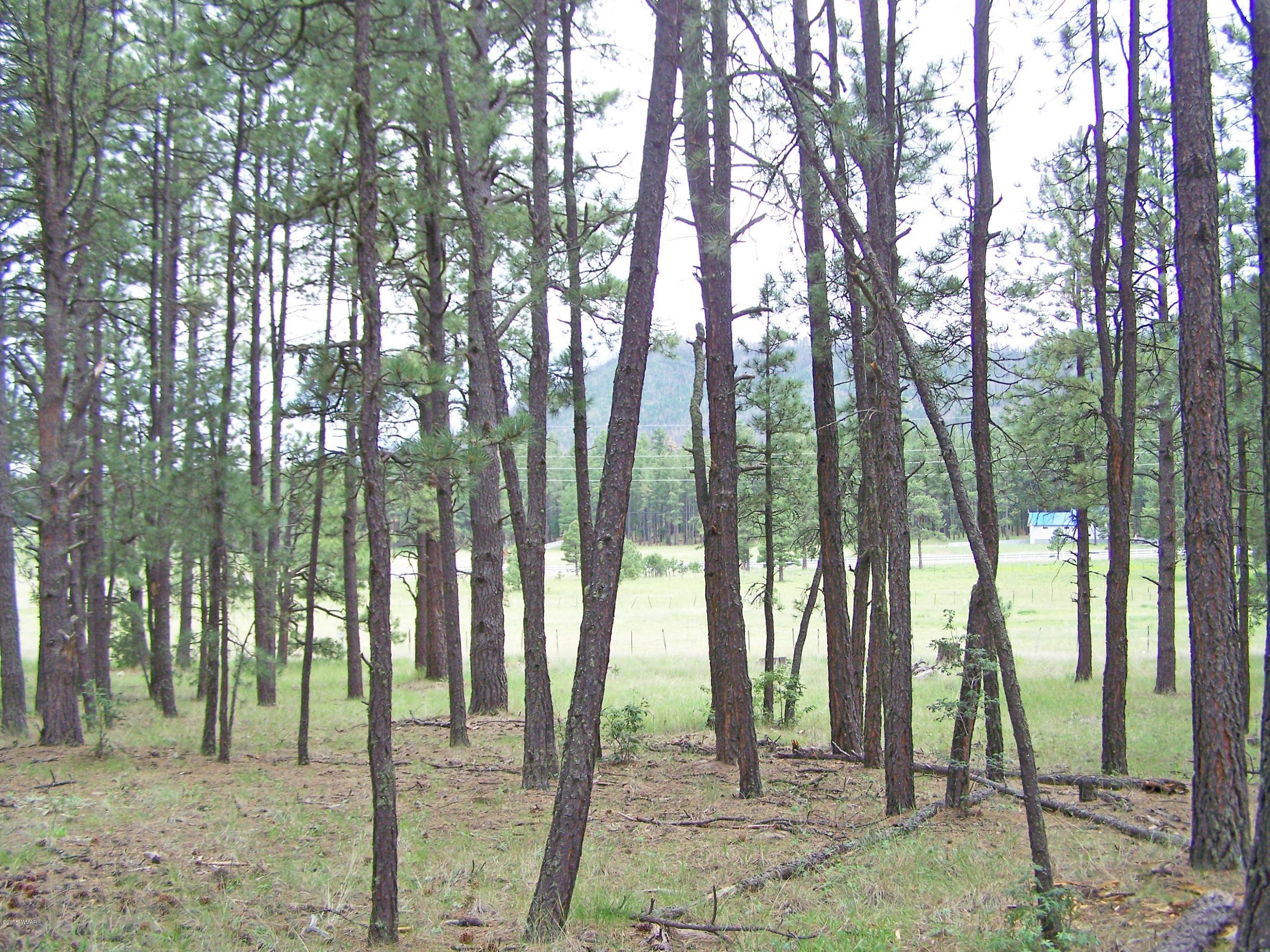 Lot 55 Alpine Estates Alpine, AZ 85920 - Photo 4 of 4