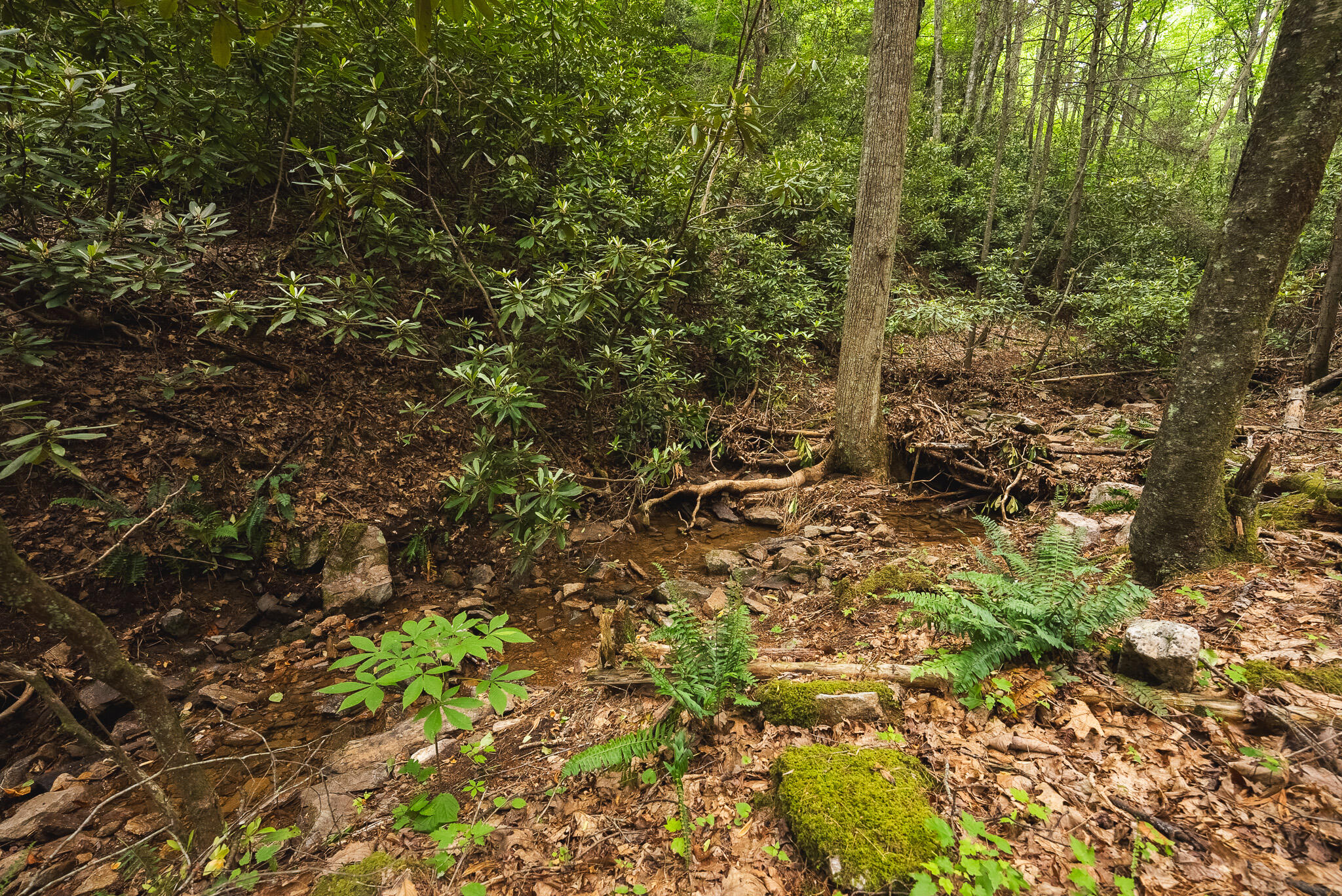 Tbd Macks Mountain Road Northwest Indian Valley, VA 24105 - Photo 12 of 45 DSC01612