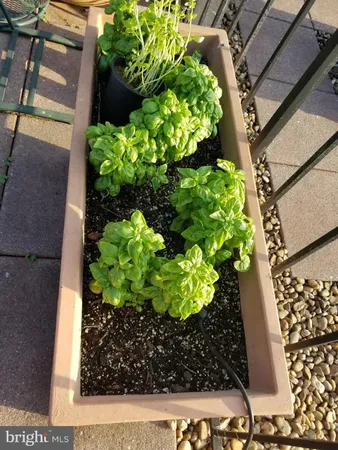 a view of a garden