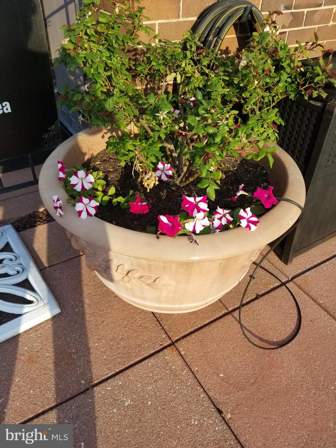 1420 N Street Northwest, Unit 407 Washington, DC 20005 - Photo 9 of 20 garden