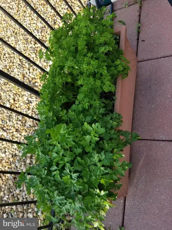 an outdoor space with lots of plants in front of it