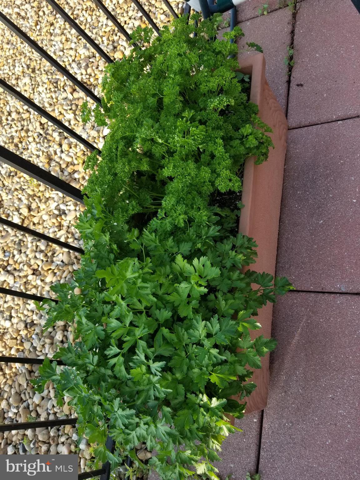 1420 N Street Northwest, Unit 407 Washington, DC 20005 - Photo 10 of 20 garden