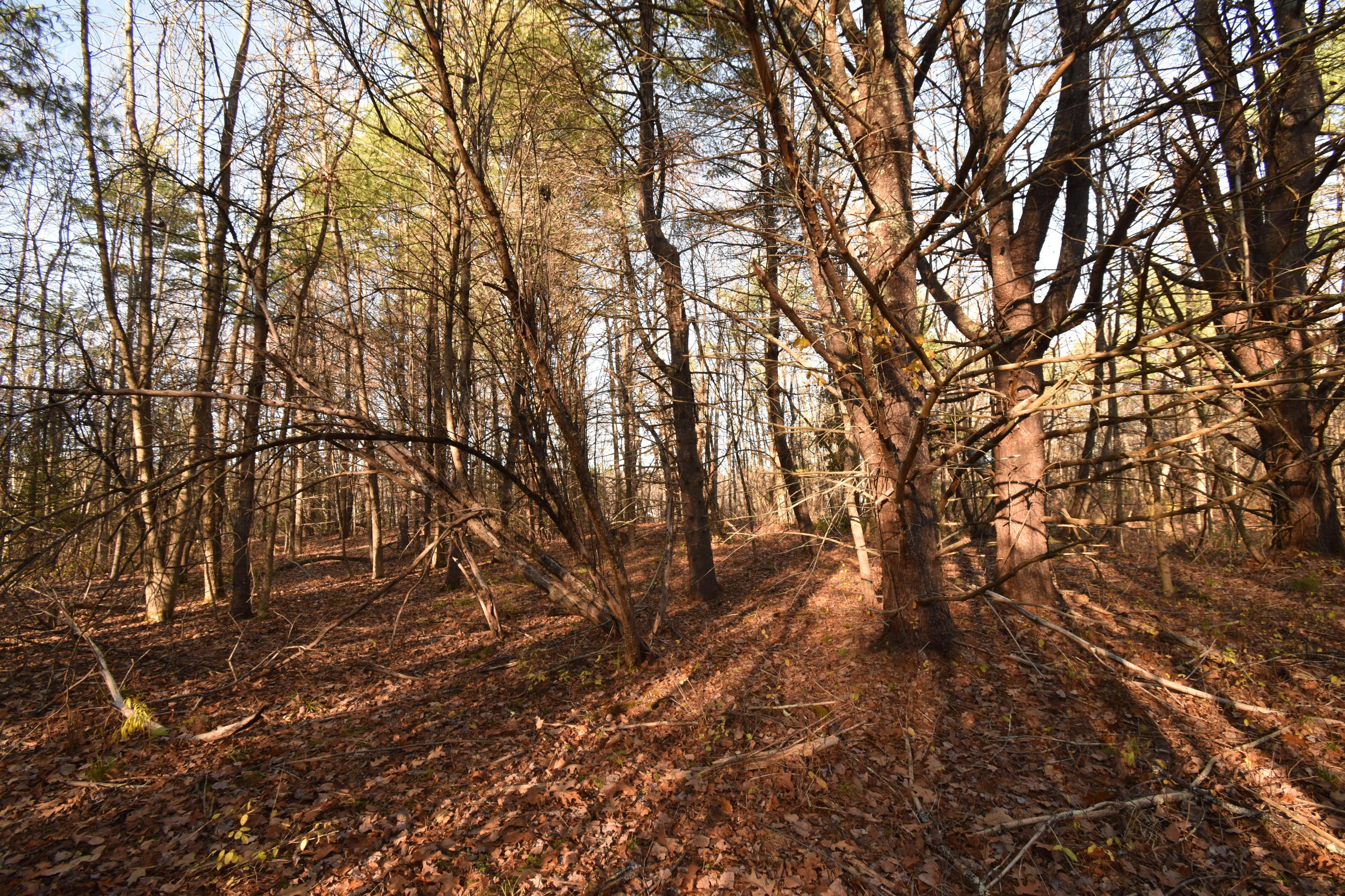 0 Lunts Hill Road Litchfield, ME 04350 - Photo 51 of 80 DSC_0884