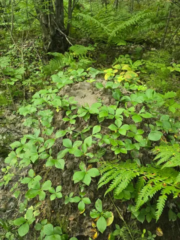 $199,900 | Tbd Cummings Lane, Old Town, ME 04468