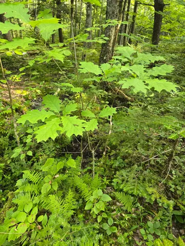 $199,900 | Tbd Cummings Lane, Old Town, ME 04468