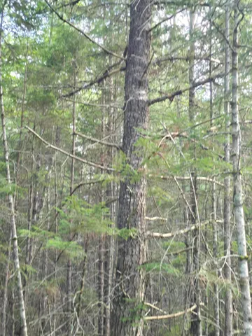 $199,900 | Tbd Cummings Lane, Old Town, ME 04468