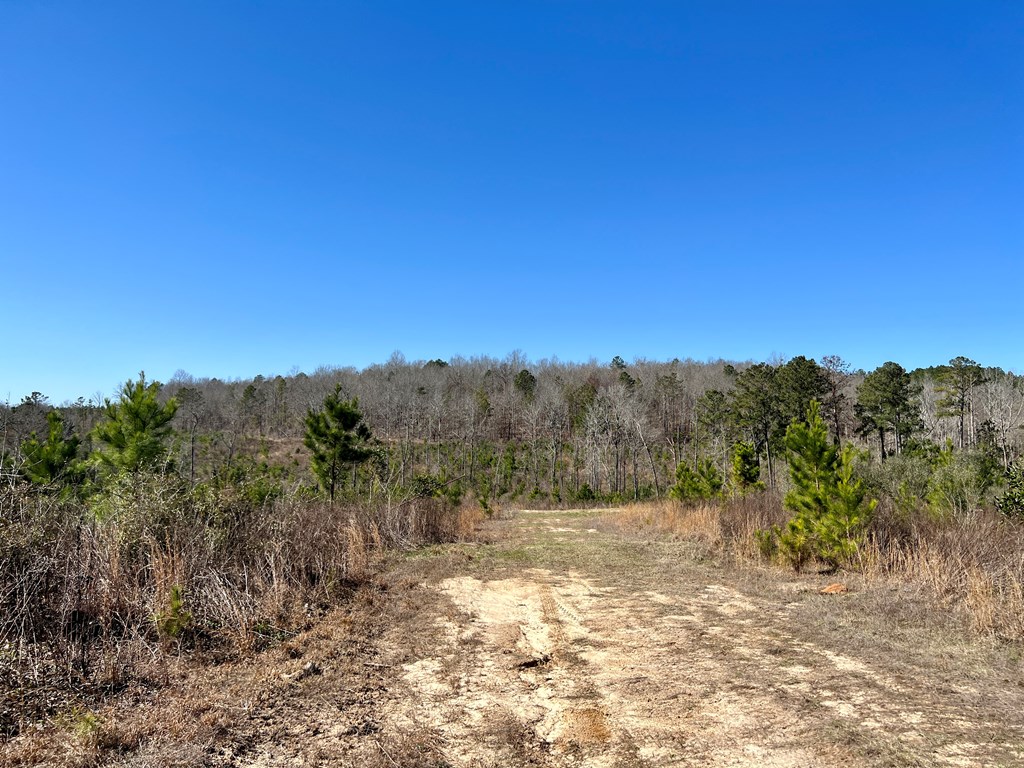 0 County Road 97 Abbeville, AL 36310 - Photo 30 of 53