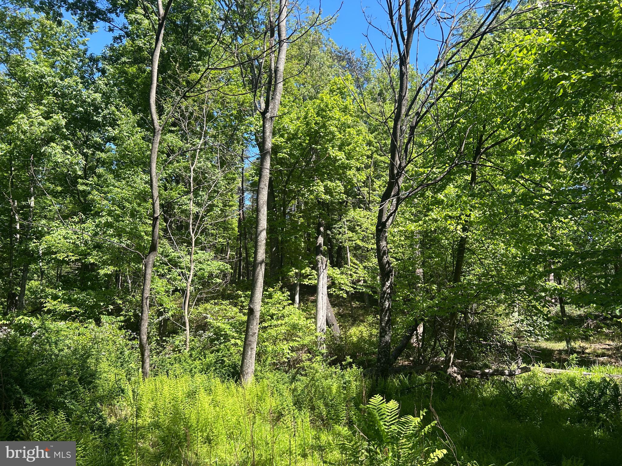 South Timber Ridge Road Cross Junction, VA 22625 - Photo 6 of 32 a view of a garden