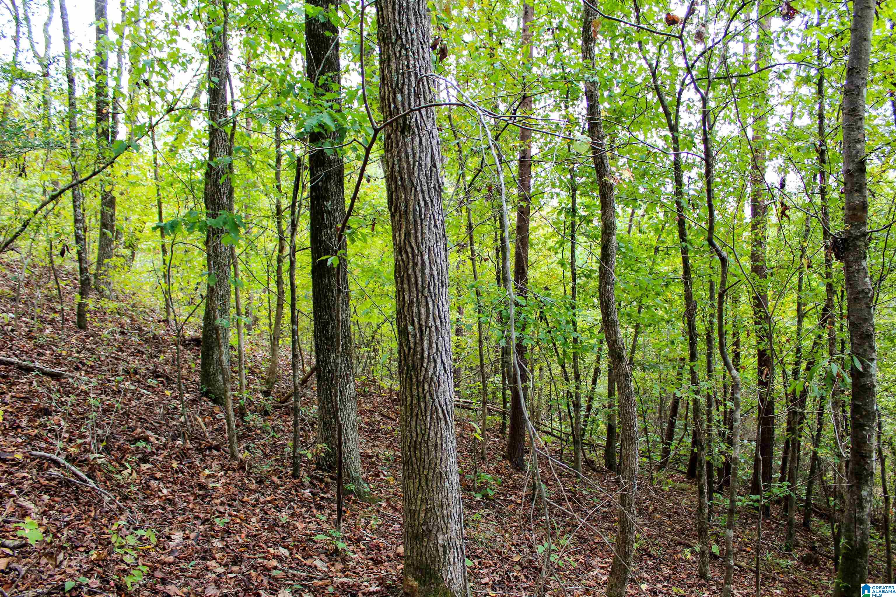 1 Highway 18, Unit 1 Oakman, AL 35579 - Photo 33 of 46