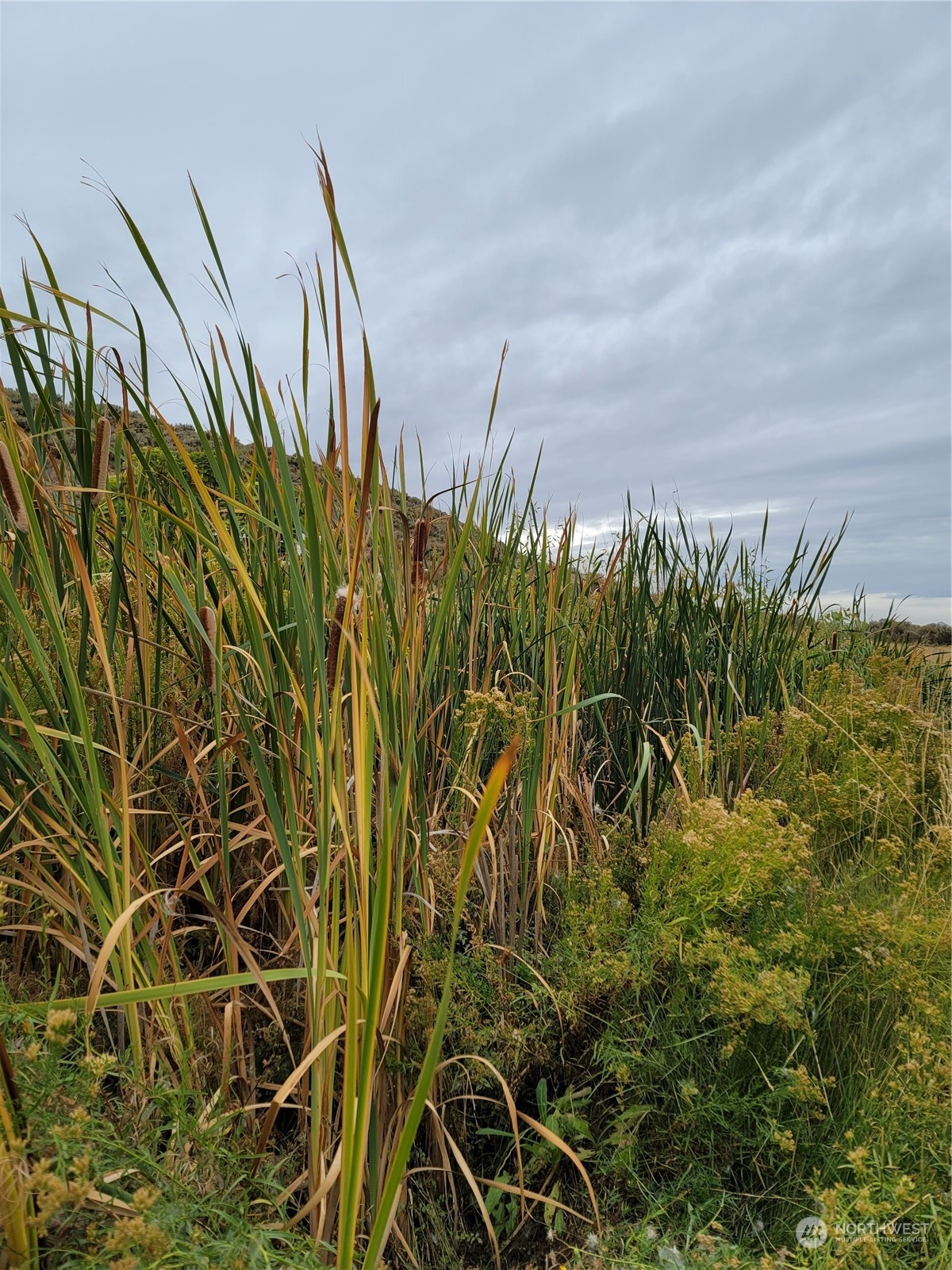 -nna South O'Brian Road Othello, WA 99344 - Photo 20 of 31 a view of a plant with a plant in front of it
