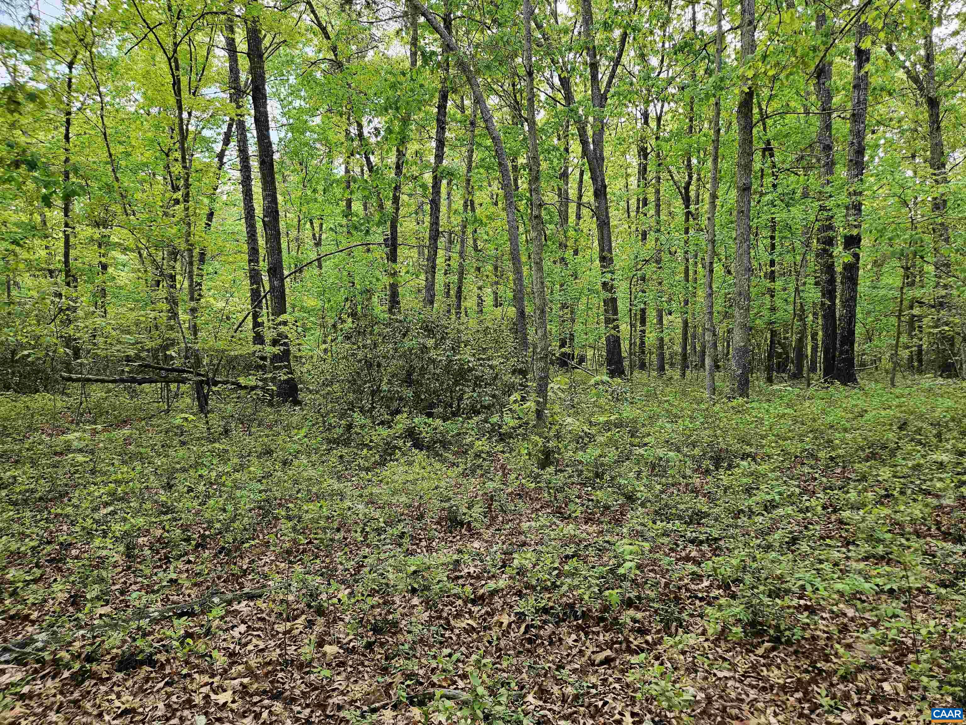 8.65-ac Pond Road Buckingham, VA 23921 - Photo 15 of 23 Gallery Image 15