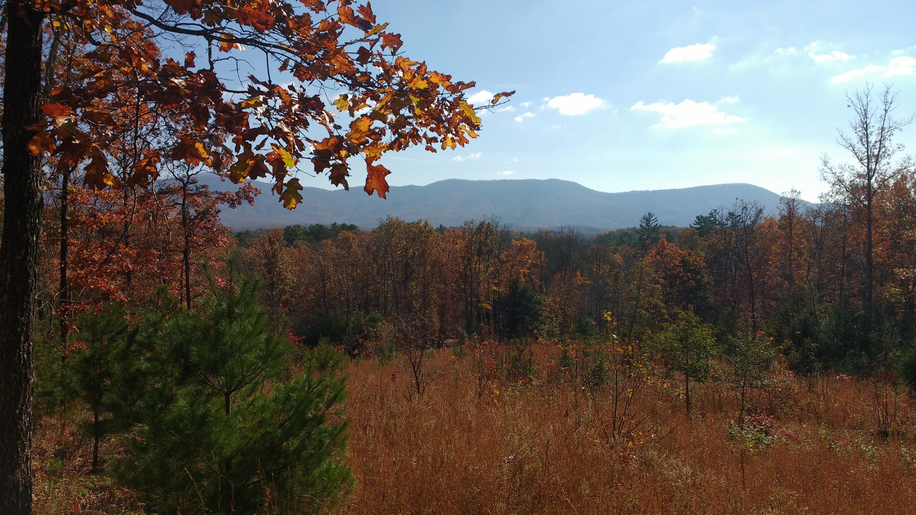 8-ac Pond Ridge Road Tellico Plains, TN 37385 - Photo 7 of 9 IMG_20181110_114734350