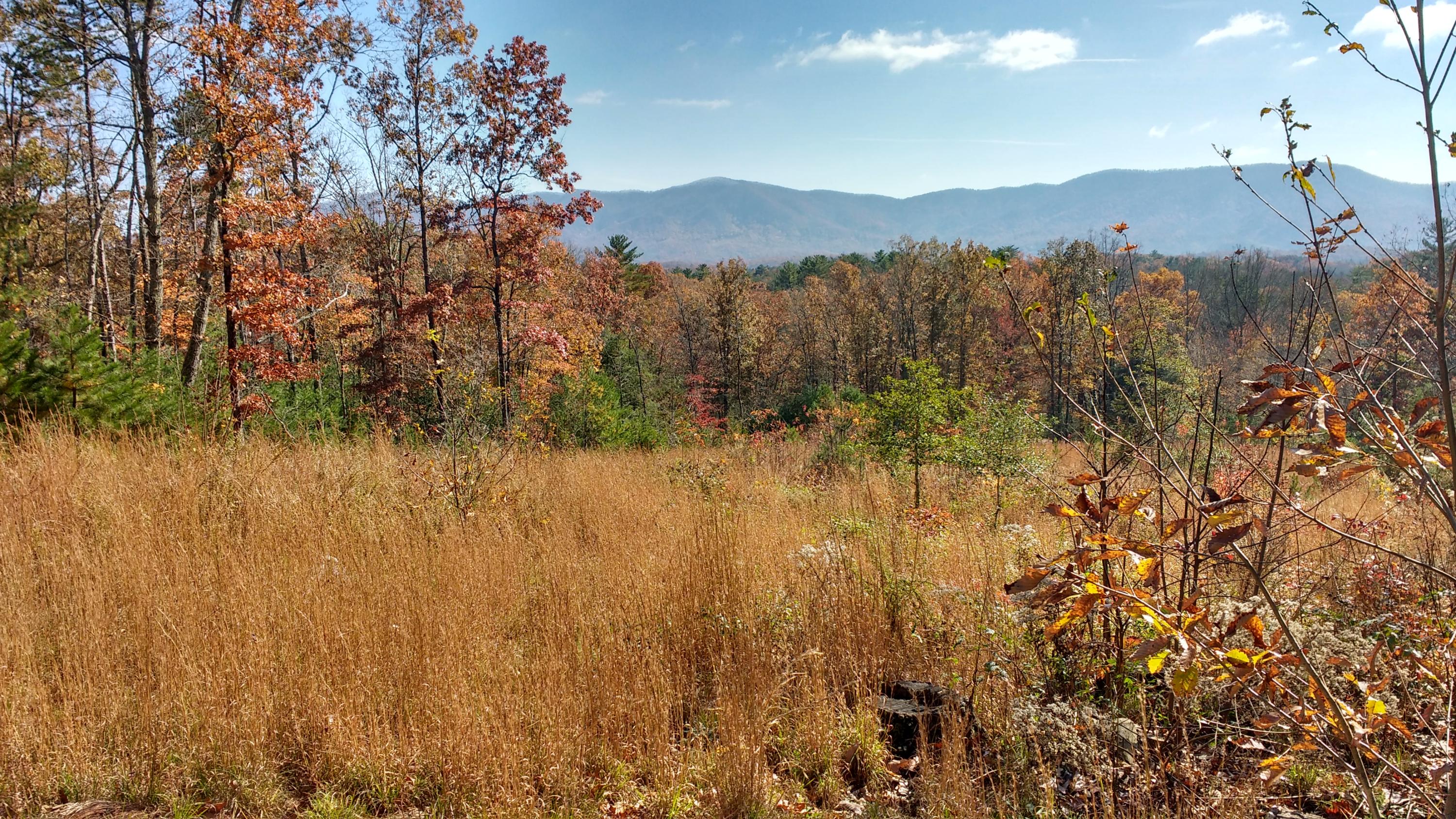 8-ac Pond Ridge Road Tellico Plains, TN 37385 - Photo 8 of 9 IMG_20181110_114807624_HDR