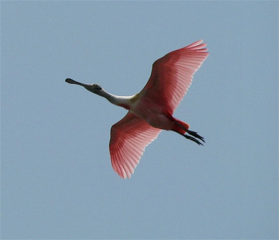 9 Half Moon Hitchcock, TX 77563 - Photo 24 of 39