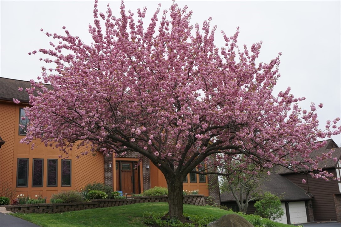 41 Split Rock Road Pittsford, NY 14534 - Photo 6 of 37 Spring on Split Rock!