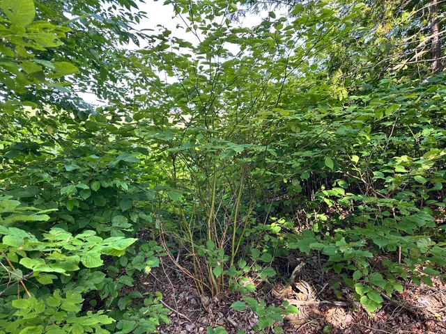 $65,000 | 4 C Carmichael Road, Littleton, ME 04730