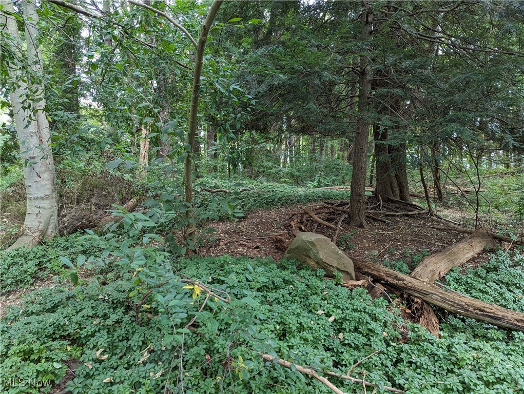 8265 Stow Road Hudson, OH 44236 - Photo 20 of 23 View of local wilderness