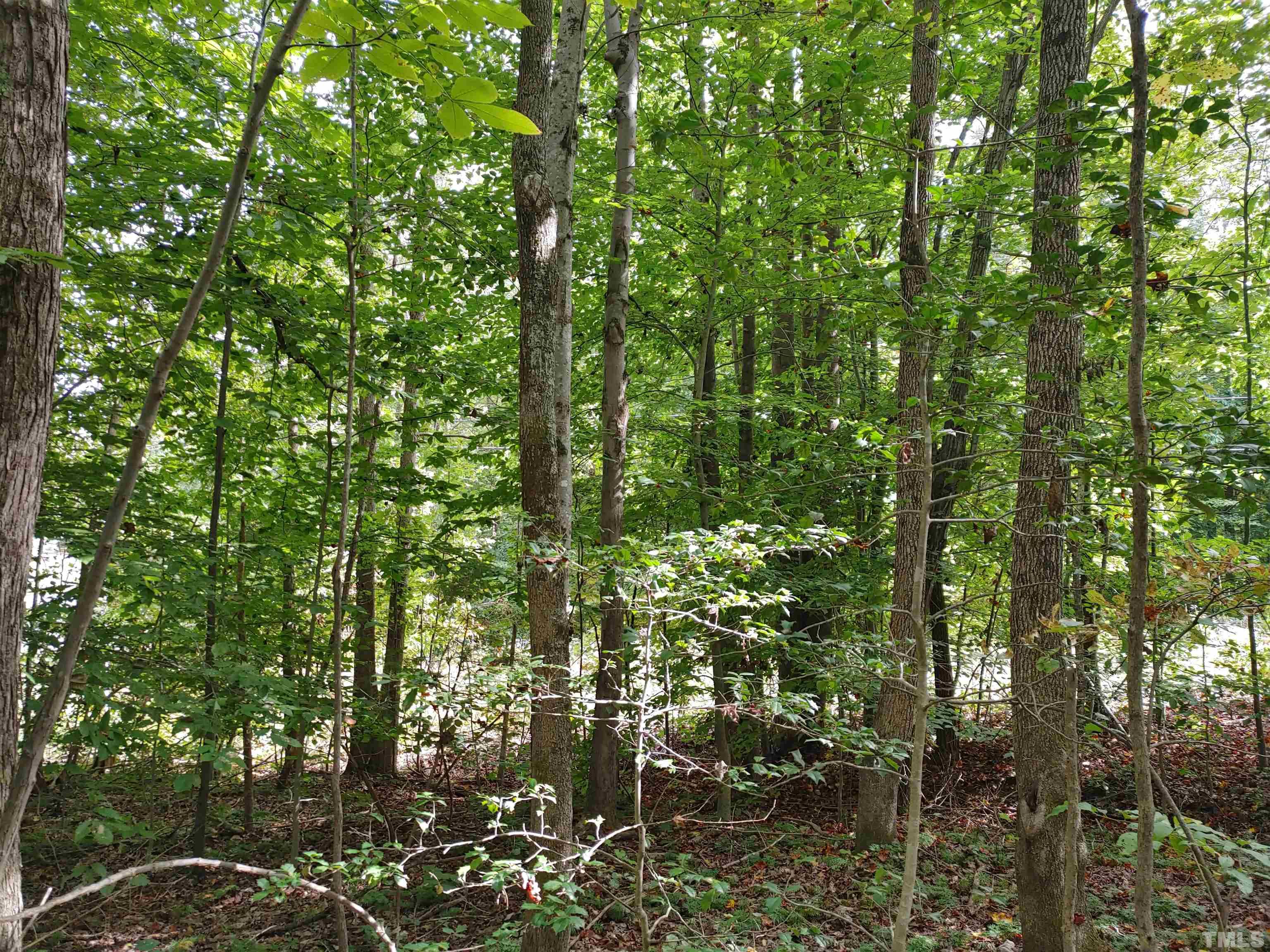 Lot 3 Virgilina Road Roxboro, NC 27574 - Photo 2 of 7 a view of forest