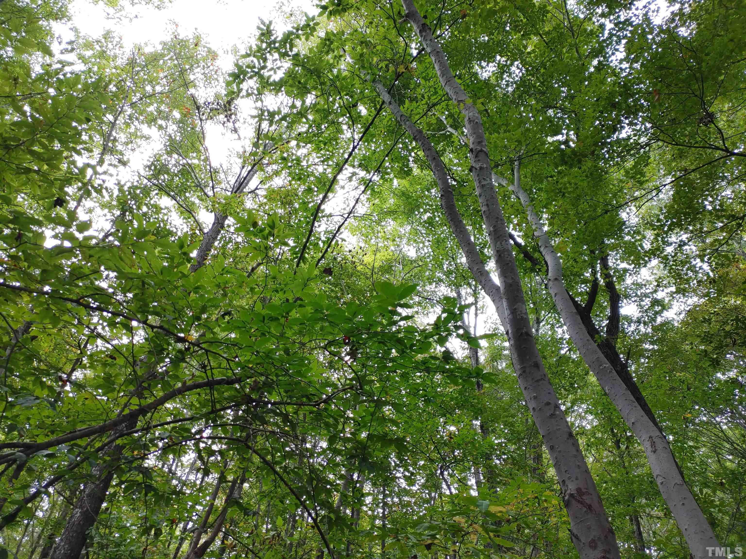 Lot 3 Virgilina Road Roxboro, NC 27574 - Photo 7 of 7 a view of a tree
