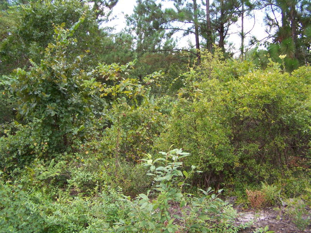 1 Connector Road Graniteville, SC 29829 - Photo 3 of 3