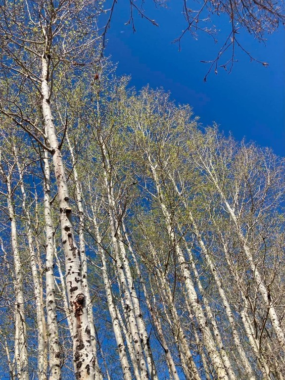 81 Mill Creek Road Sheridan, MT 59749 - Photo 85 of 98 Early springtime