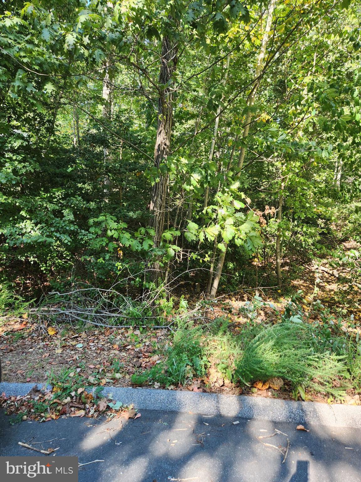 513 Cody Trail Lusby, MD 20657 - Photo 4 of 7 a view of a garden with plants