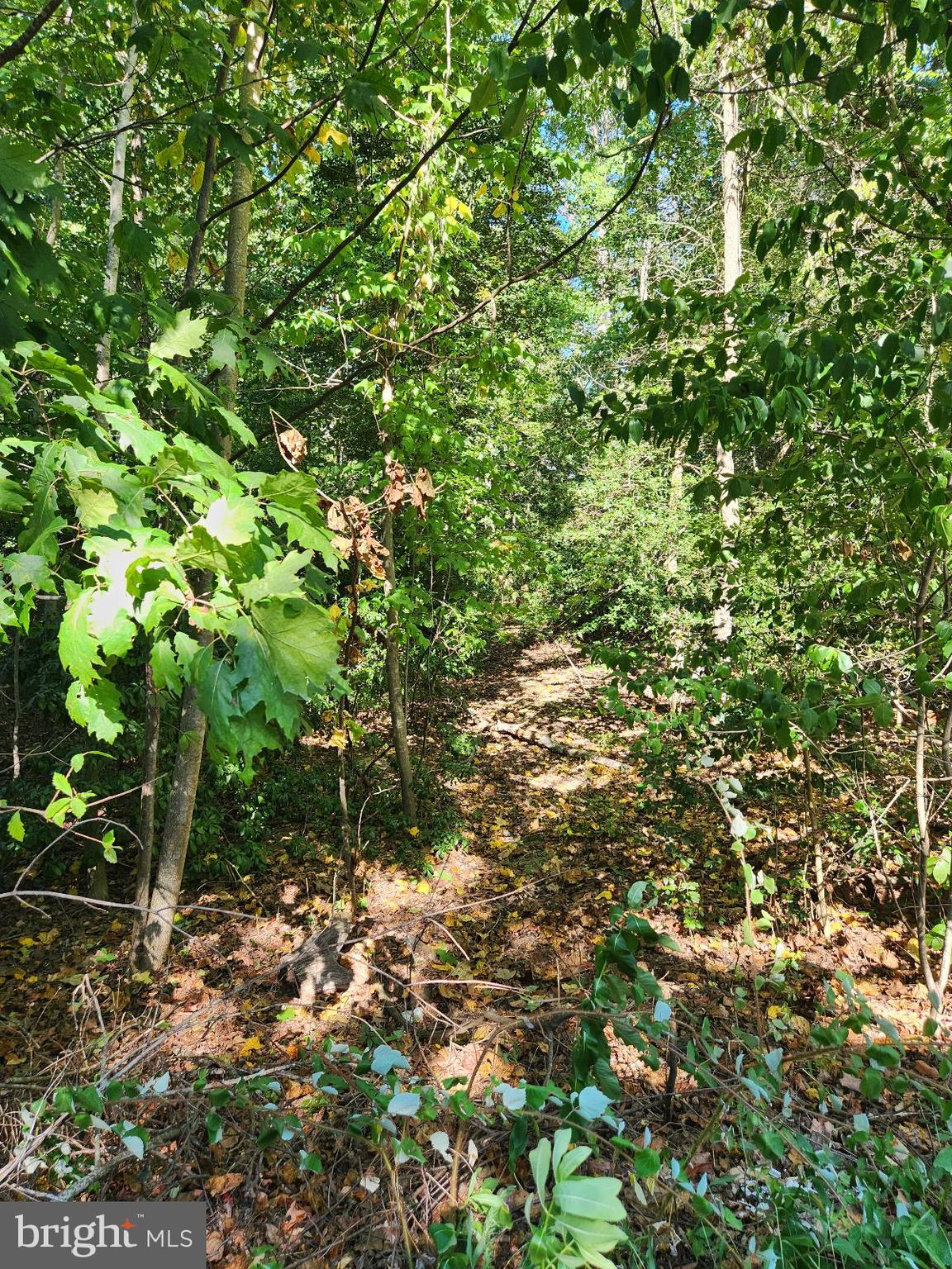 513 Cody Trail Lusby, MD 20657 - Photo 5 of 7 a view of a tree