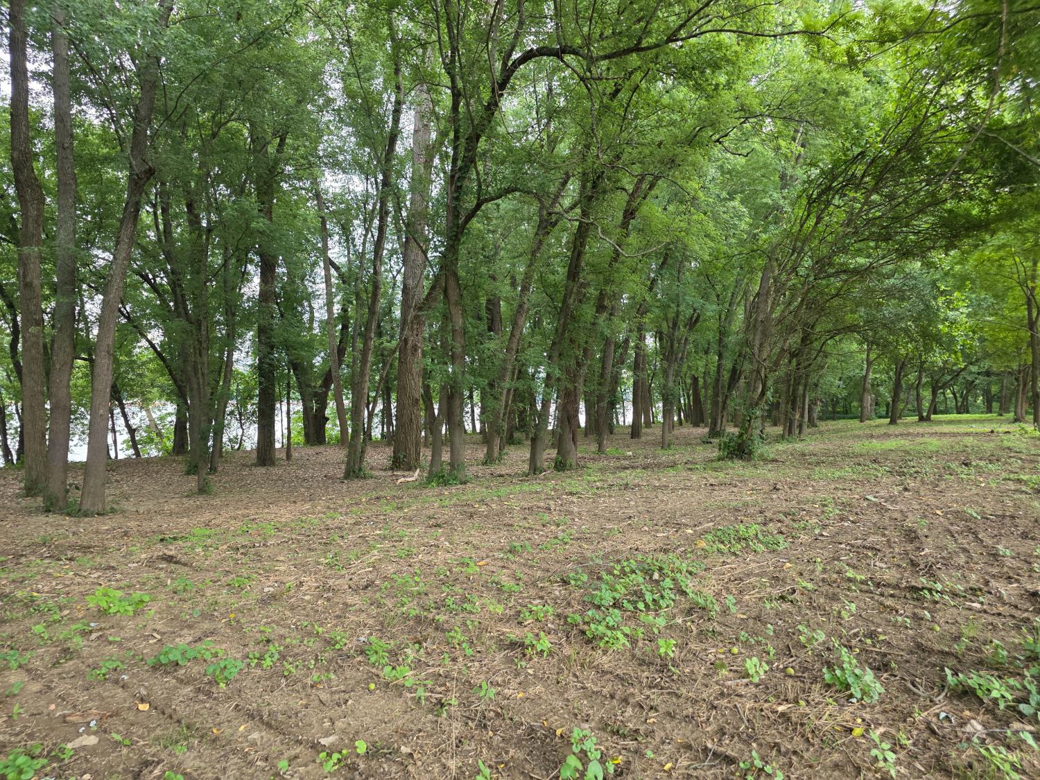 0 Sr 156 Vevay, IN 47043 - Photo 11 of 34