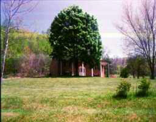 a view of a large trees with a big yard