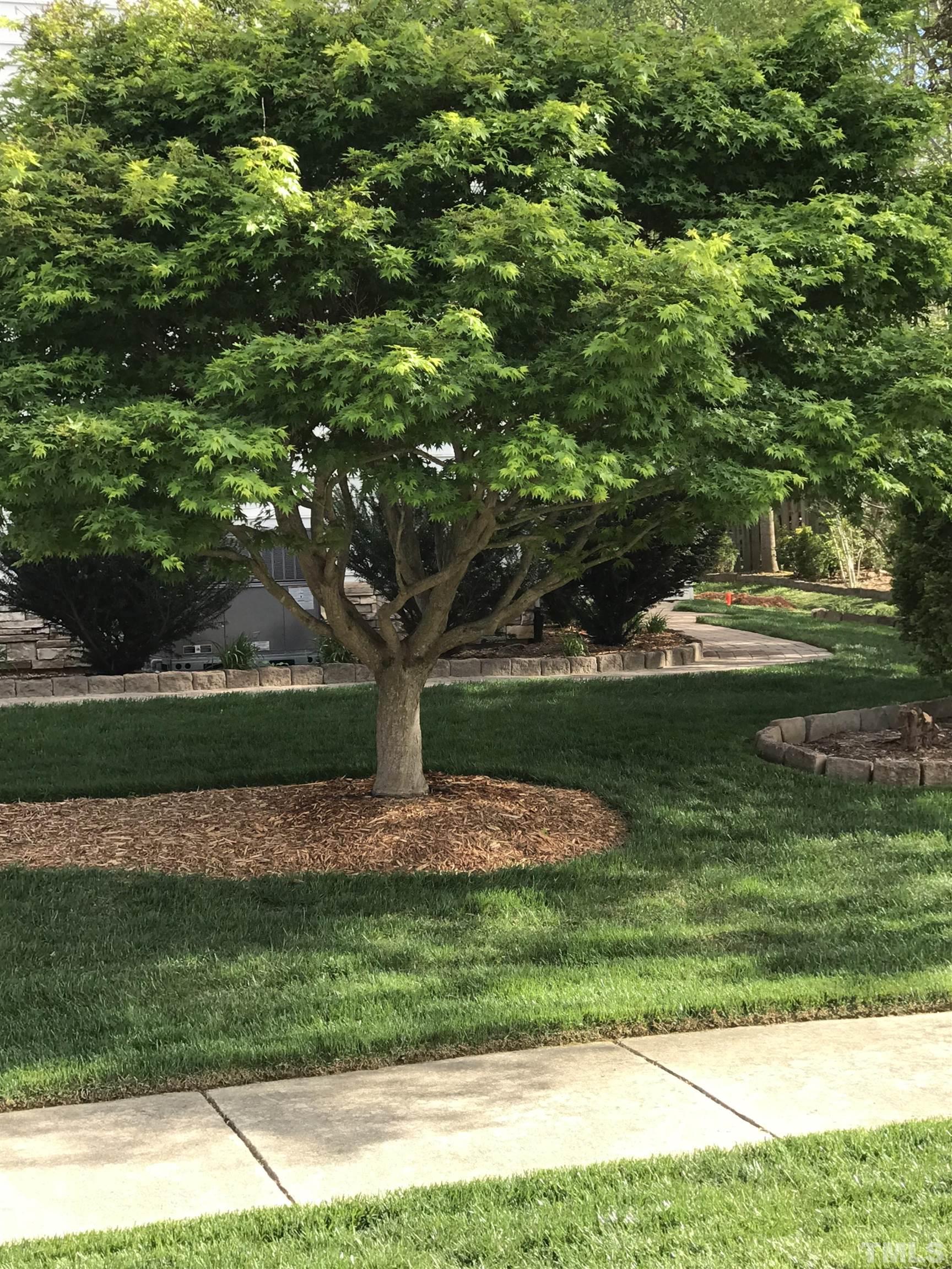100 Mickleson Ridge Drive Raleigh, NC 27603 - Photo 51 of 59 a view of a garden with a tree