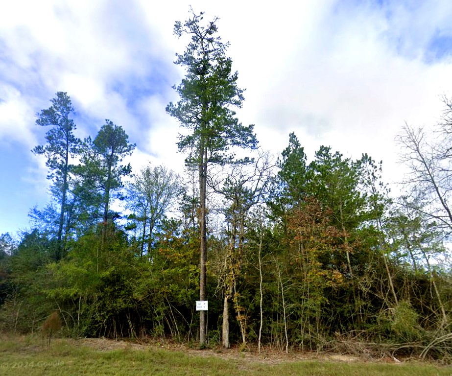 10699 Ruger Road Willis, TX 77378 - Photo 4 of 12 a backyard of a house with lots of trees