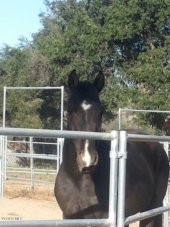 855 Oso Road Ojai, CA 93023 - Photo 46 of 55 Oso Rd. Horse
