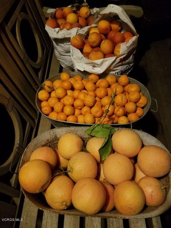 855 Oso Road Ojai, CA 93023 - Photo 51 of 55 Oso Rd Fruit