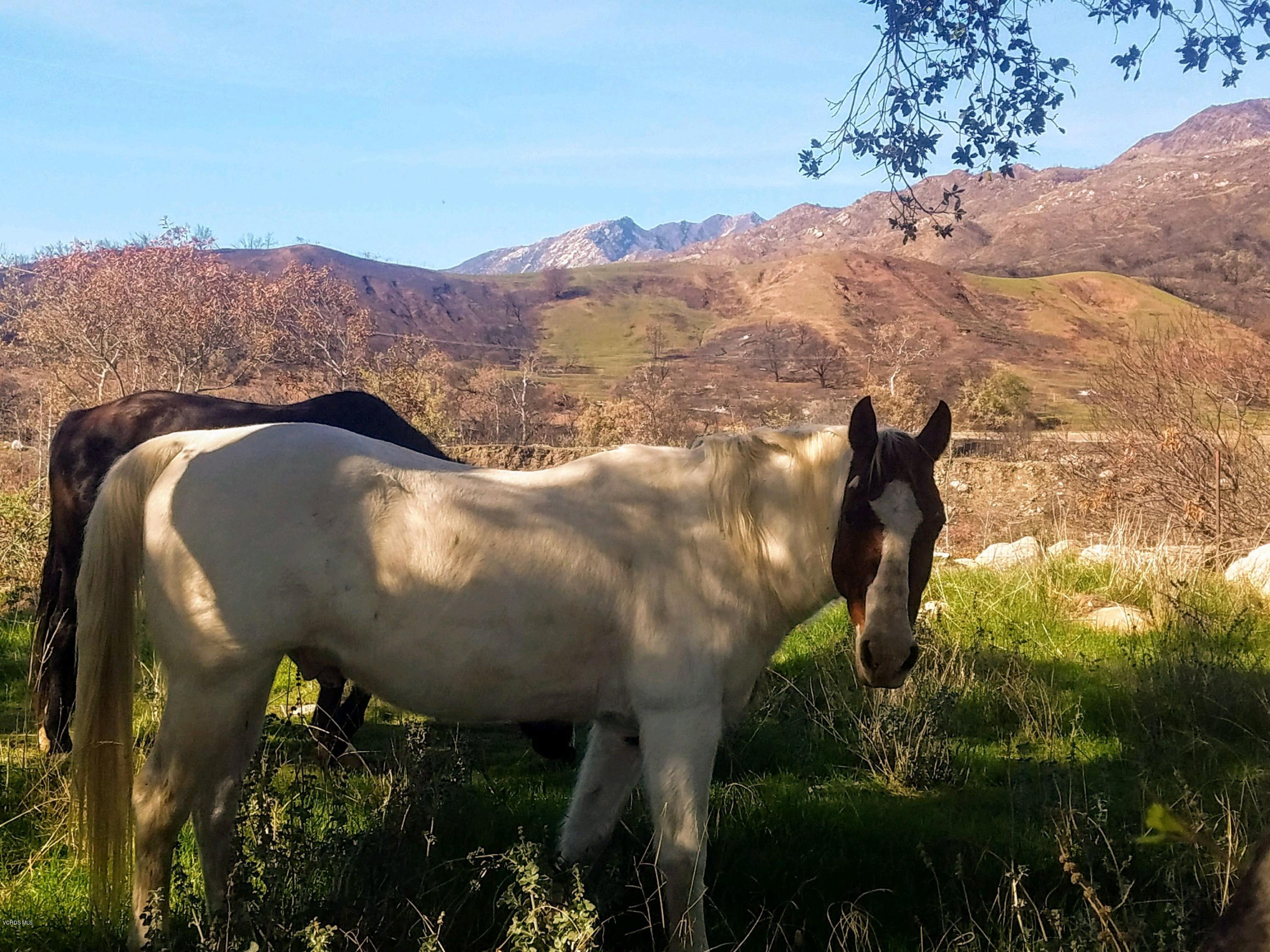 855 Oso Road Ojai, CA 93023 - Photo 53 of 55 41871