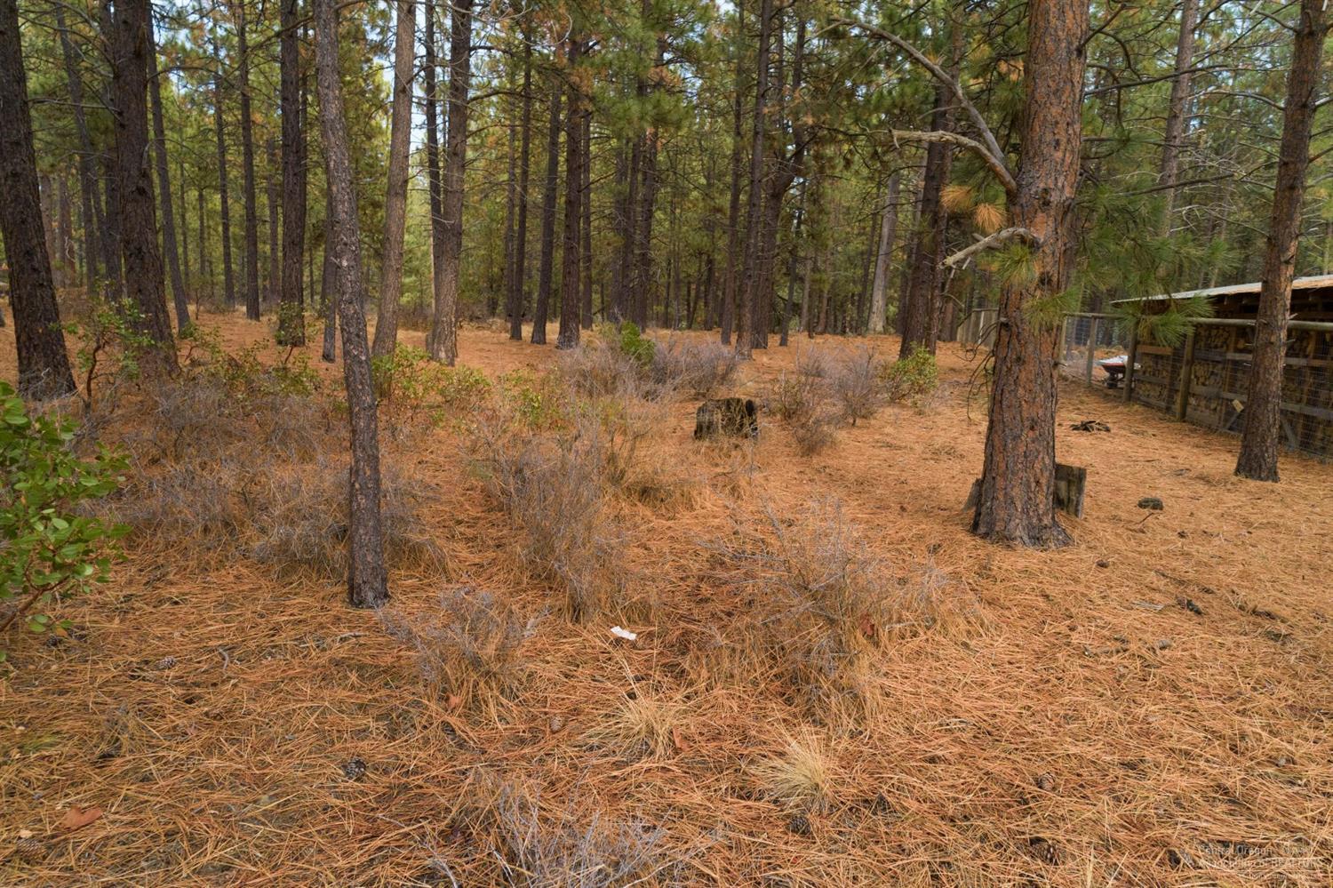60098 Turquoise Road Bend, OR 97702 - Photo 8 of 12 a view of a yard with trees