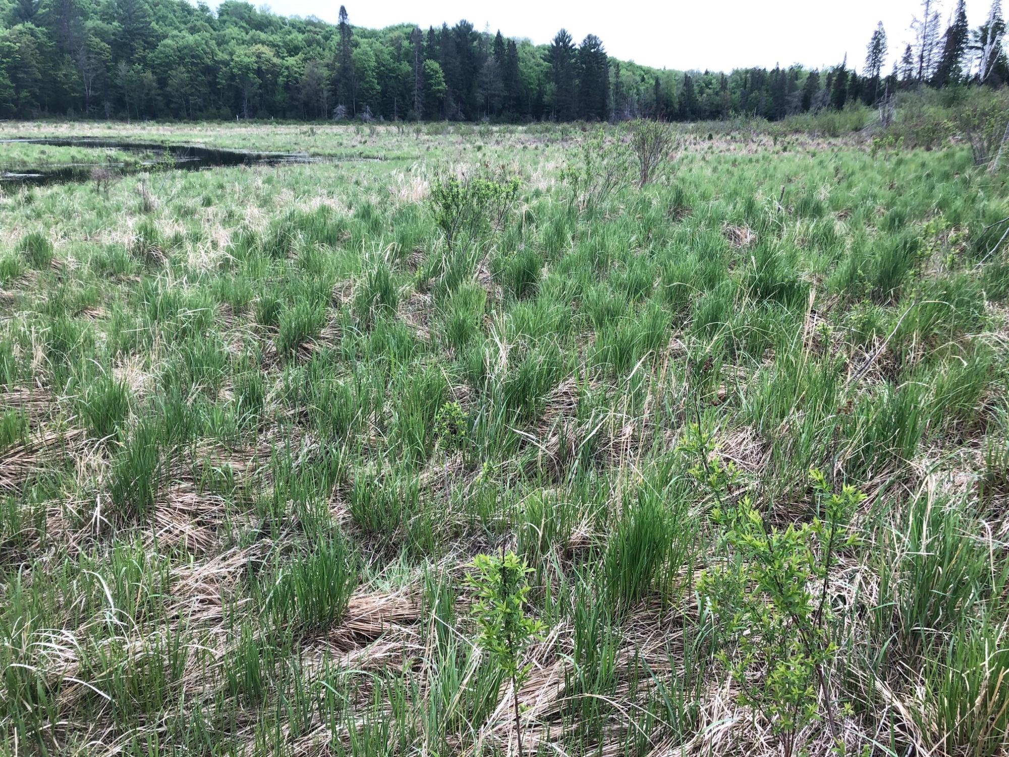 Off Fire Tower Road, Unit 40 AC Watersmeet, MI 49969 - Photo 12 of 37 Gallery Image 12