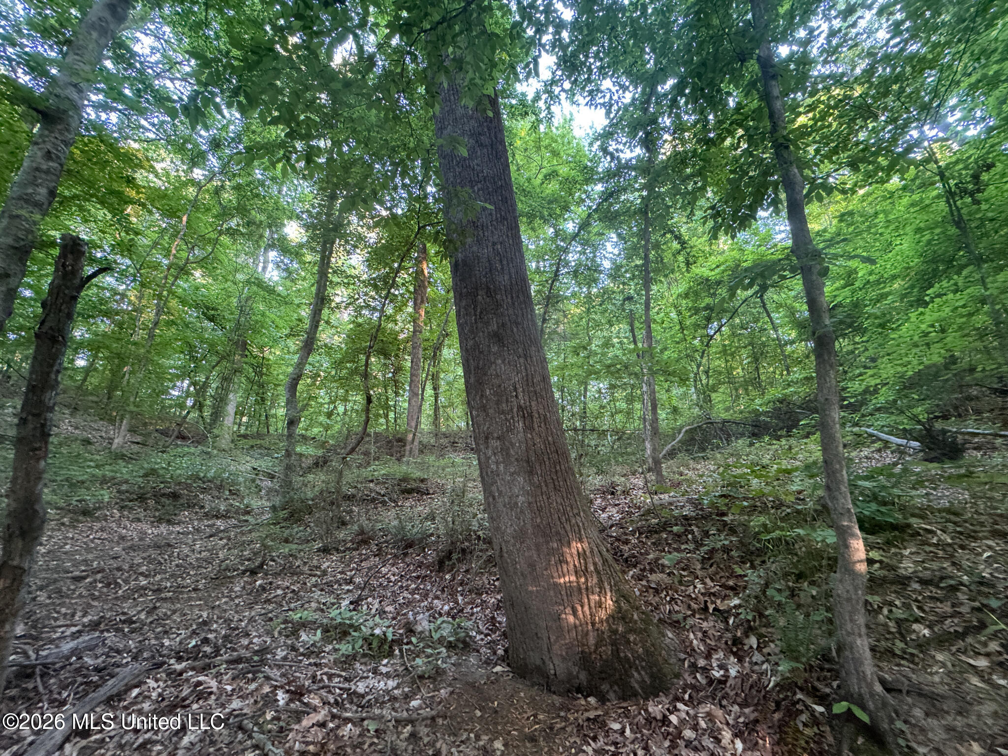 Tanyard Road Hernando, MS 38632 - Photo 20 of 27 Desoto 8.3 Clement (Final Frontier) -20