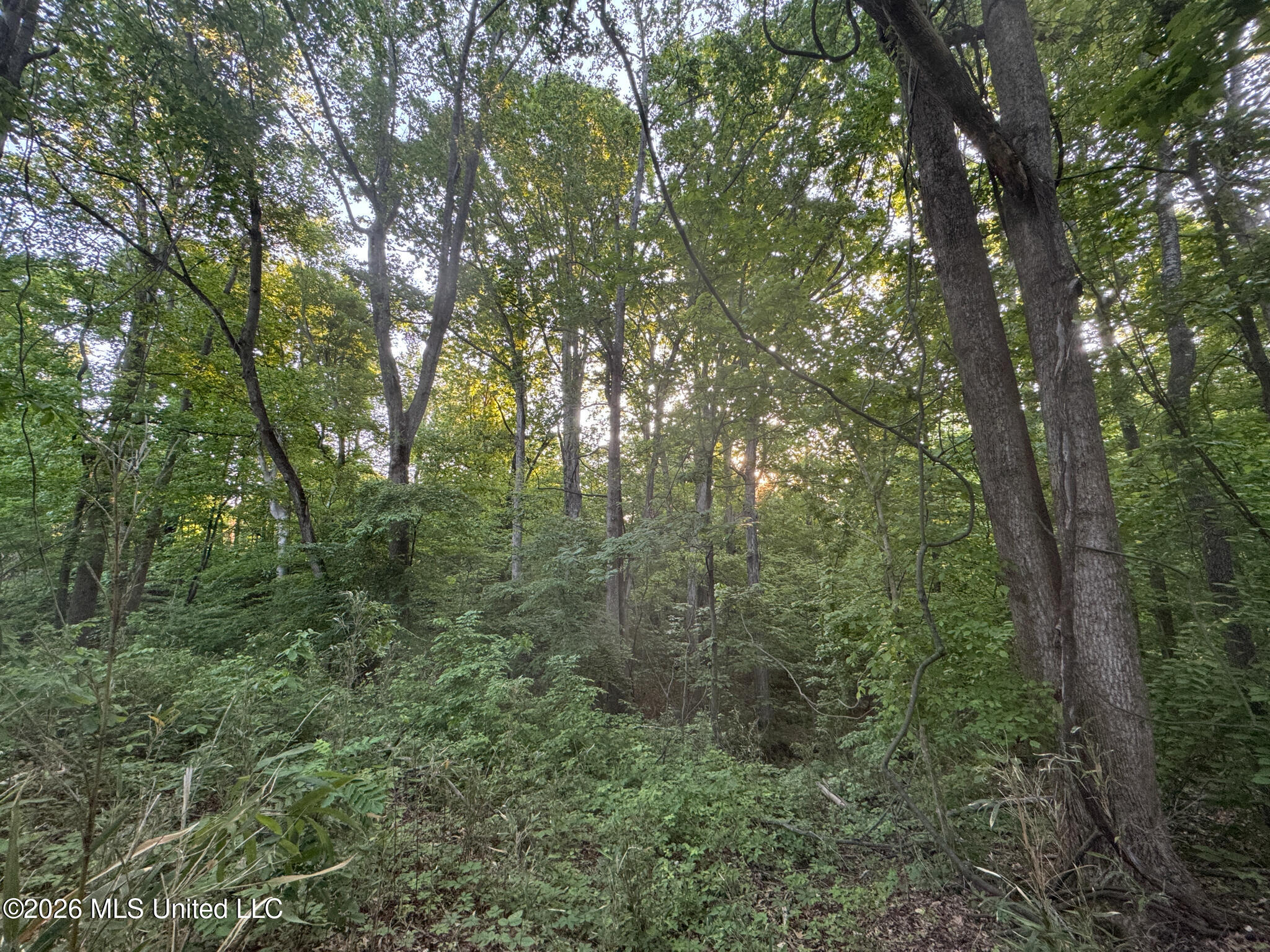 Tanyard Road Hernando, MS 38632 - Photo 24 of 27 Desoto 8.3 Clement (Final Frontier) -25