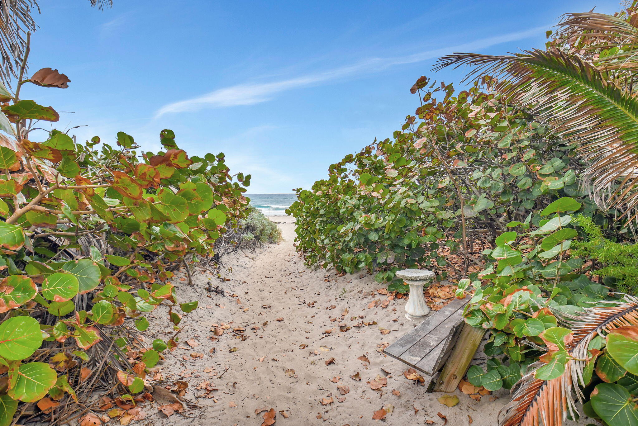 5015 Old Ocean Boulevard Ocean Ridge, FL 33435 - Photo 39 of 45 a view of a tree with a plant in front of it