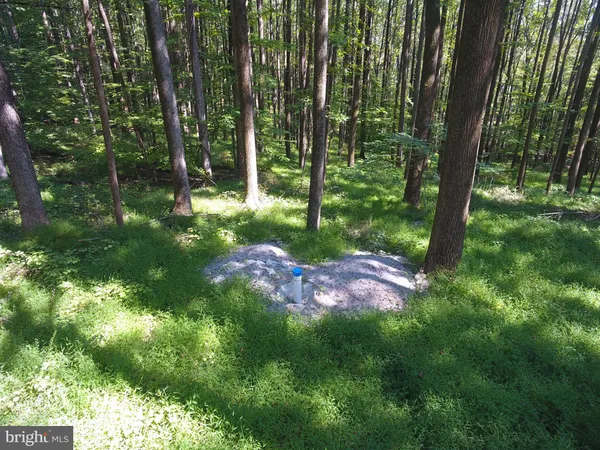 a view of a lush green forest