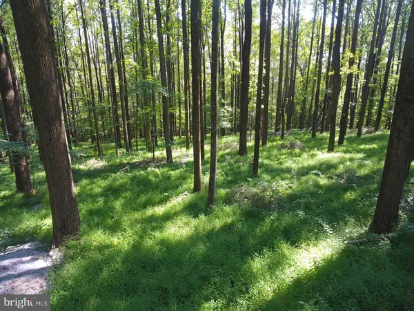 a view of lush green forest