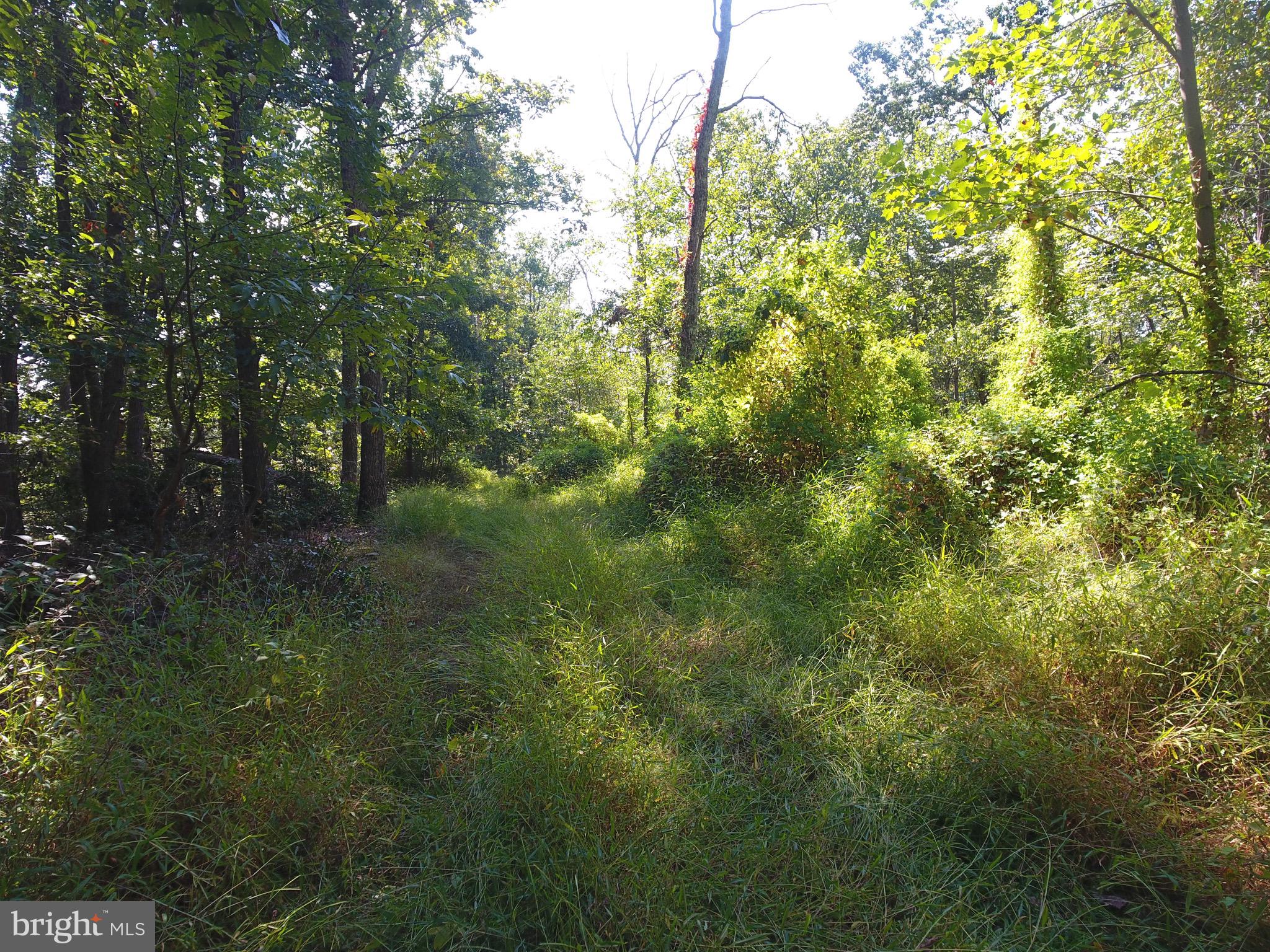 15651 Duncan Hill Road Sparks Glencoe, MD 21152 - Photo 13 of 14 a view of forest