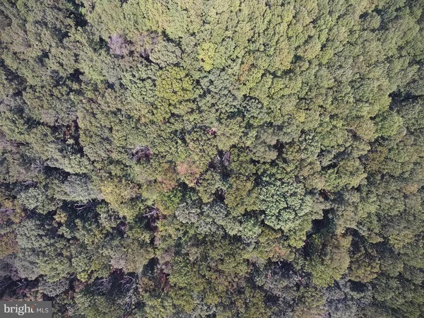 a close up of a plant