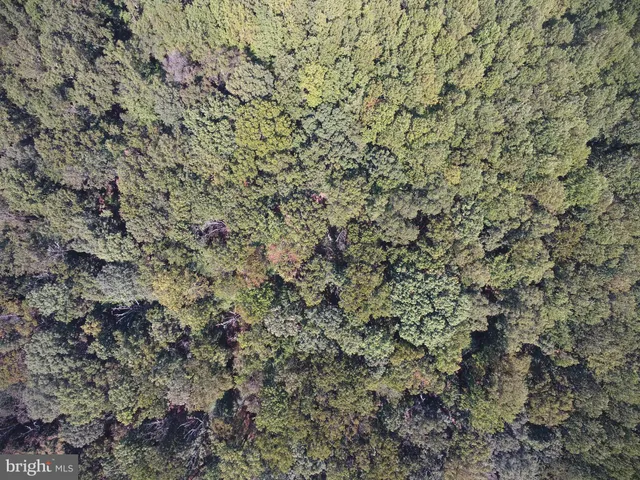 a close up of a plant