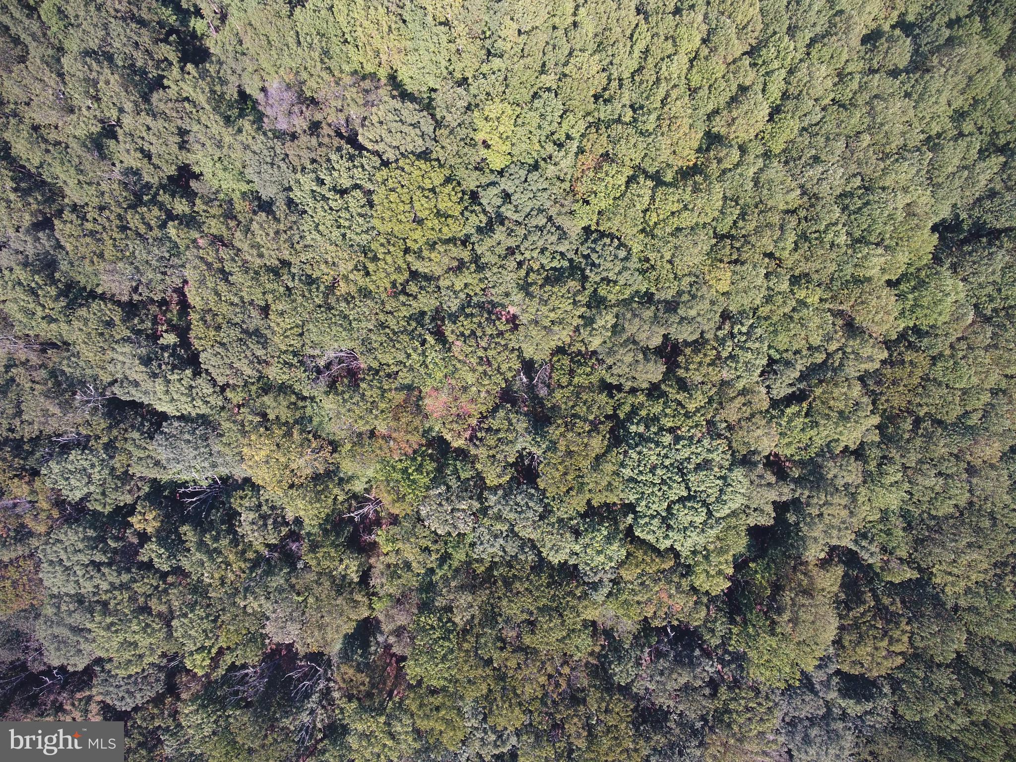 15651 Duncan Hill Road Sparks Glencoe, MD 21152 - Photo 6 of 14 a close up of a plant