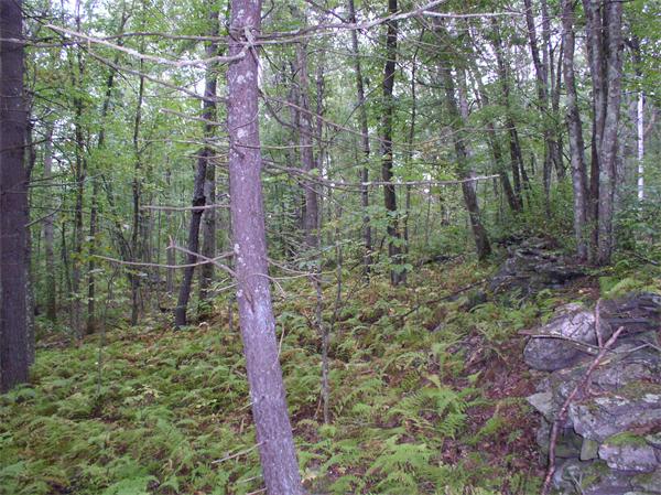 Lot 10 Sheldon Road Barre, MA 01005 - Photo 5 of 8 Gallery Image 5