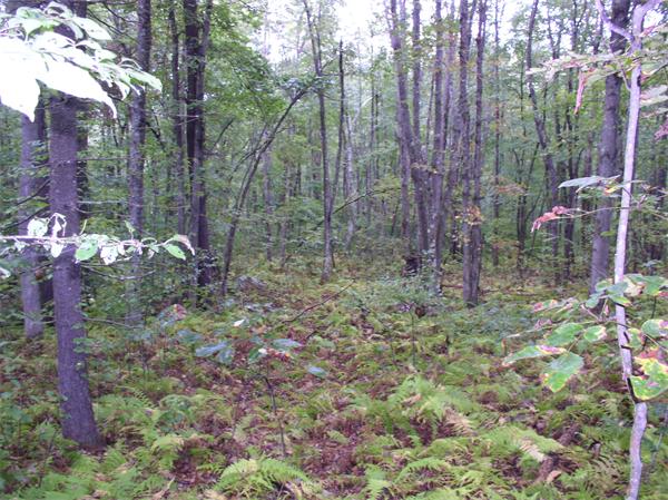 Lot 10 Sheldon Road Barre, MA 01005 - Photo 8 of 8 Gallery Image 8