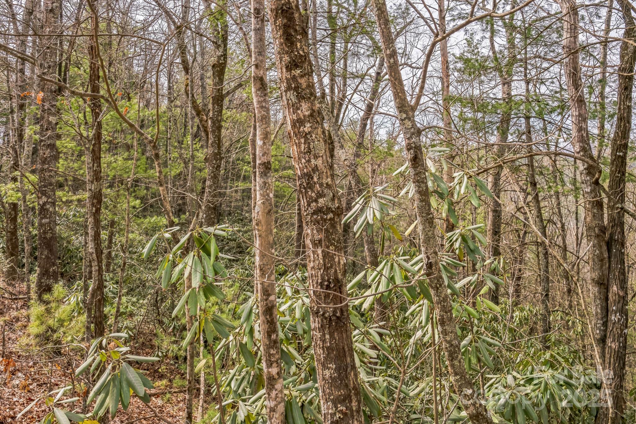 1 Globe Road Collettsville, NC 28611 - Photo 20 of 43 a view of a yard with a tree