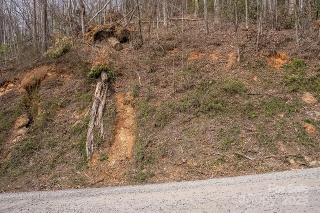 a view of a dry yard with trees