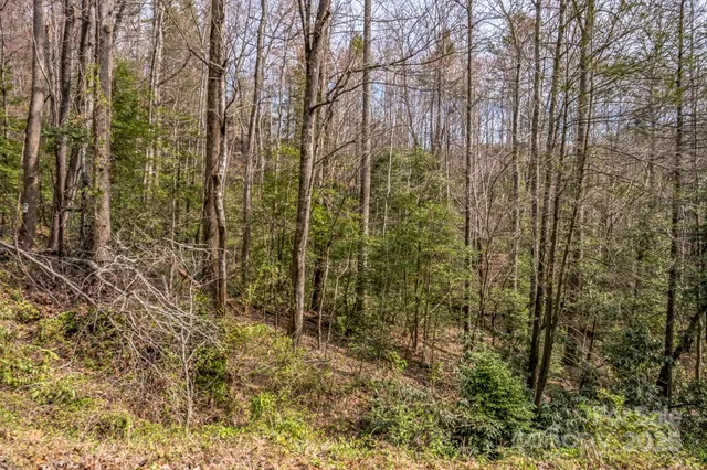 a view of a yard with lots of bushes